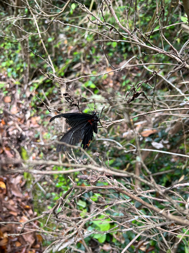 Papilio demetrius demetrius