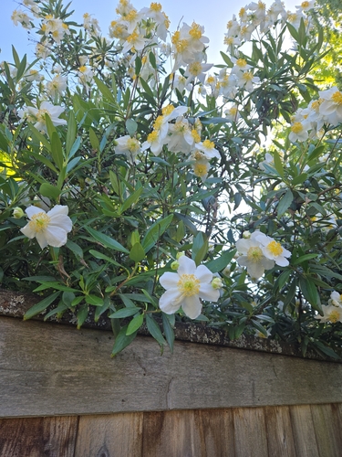 Carpenteria californica, 2026-05-23