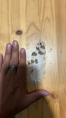 Plume de Harfang des neiges