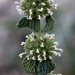 White Horehound - Photo (c) Richard Reynolds, some rights reserved (CC BY-NC)