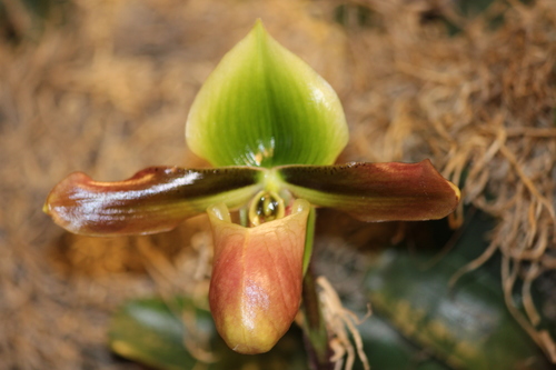 Master's Paphiopedilum (Paphiopedilum mastersianum)