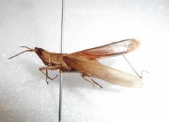 Allotruxalis gracilis
