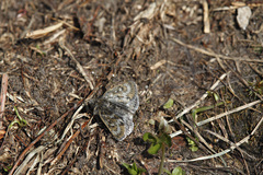 Metaxmeste phrygialis
