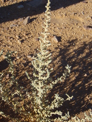 Salsoleae