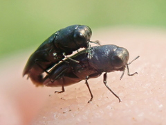 Agrilinae