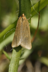 Aphelia viburnana