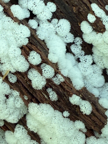 Honeycomb Coral Slime Mold