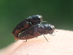Agrilinae