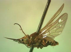 Phthiriinae