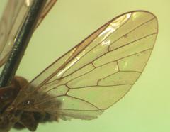 Phthiriinae