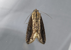 Odontodes seranensis