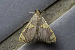 Rehimena phrynealis