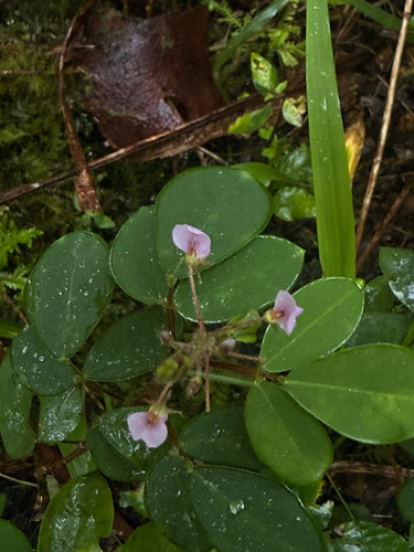 Grona adscendens observed 2026-05-23