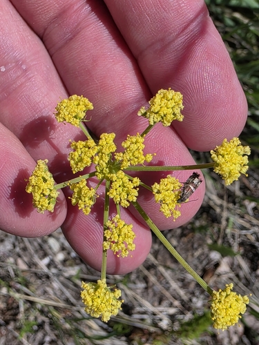 Lomatium triternatum, photograph 6