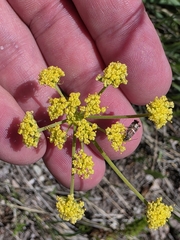 Lomatium triternatum, photograph author not stated, no rights reserved