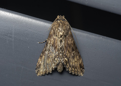 Aegilia sundascribens
