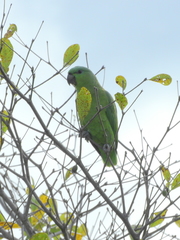 Graydidascalus brachyurus