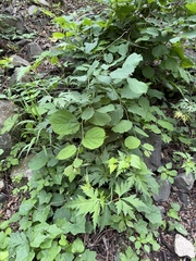 Celtis koraiensis, photograph (c) Jane Charlen, some rights reserved (CC BY)