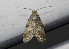 Lophoptera