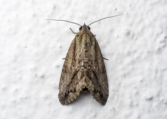 Odontodes