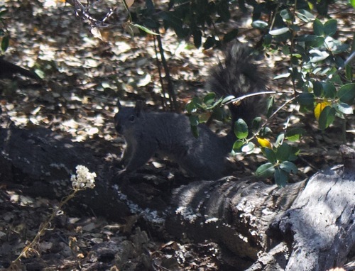 Western Gray Squirrel
