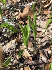 Convallaria