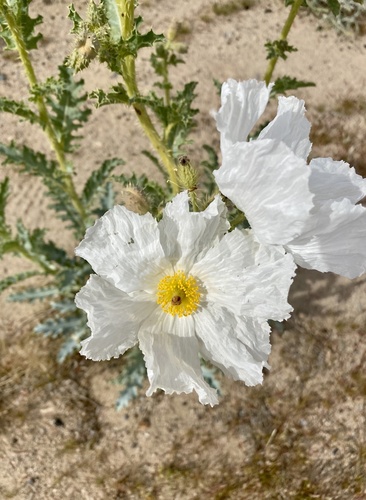 Mojave pricklypoppy (Argemone corymbosa)