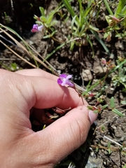Collinsia sparsiflora