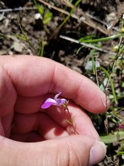 Collinsia sparsiflora