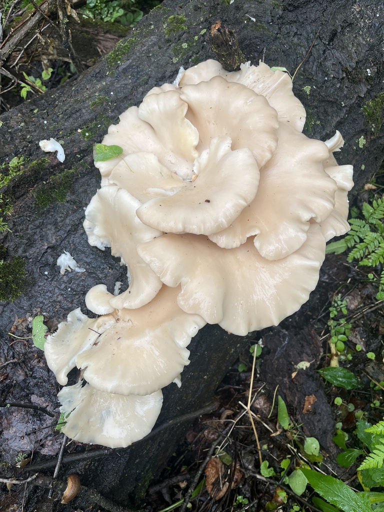 pale oyster · May 2026 · photo: Photo: no rights reserved · iNaturalist