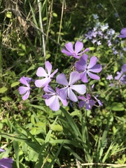 Phlox divaricata