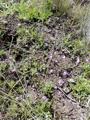 Collinsia sparsiflora