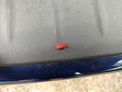Dictyoptera simplicipes