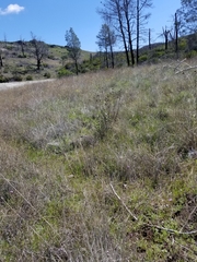 Collinsia sparsiflora