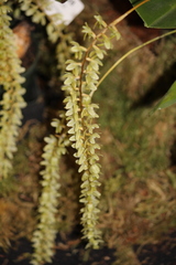 Dendrochilum cobbianum