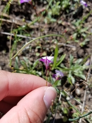 Collinsia sparsiflora