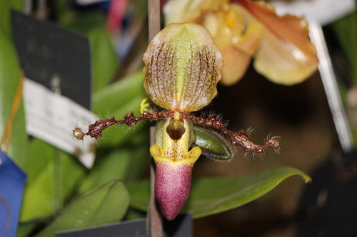 Paphiopedilum victoria-regina