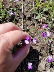 Collinsia sparsiflora
