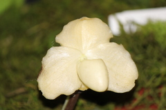 Paphiopedilum godefroyae