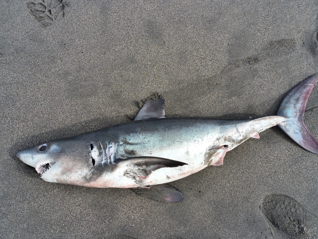 Porbeagle (Lamna nasus) — Lamnidae
