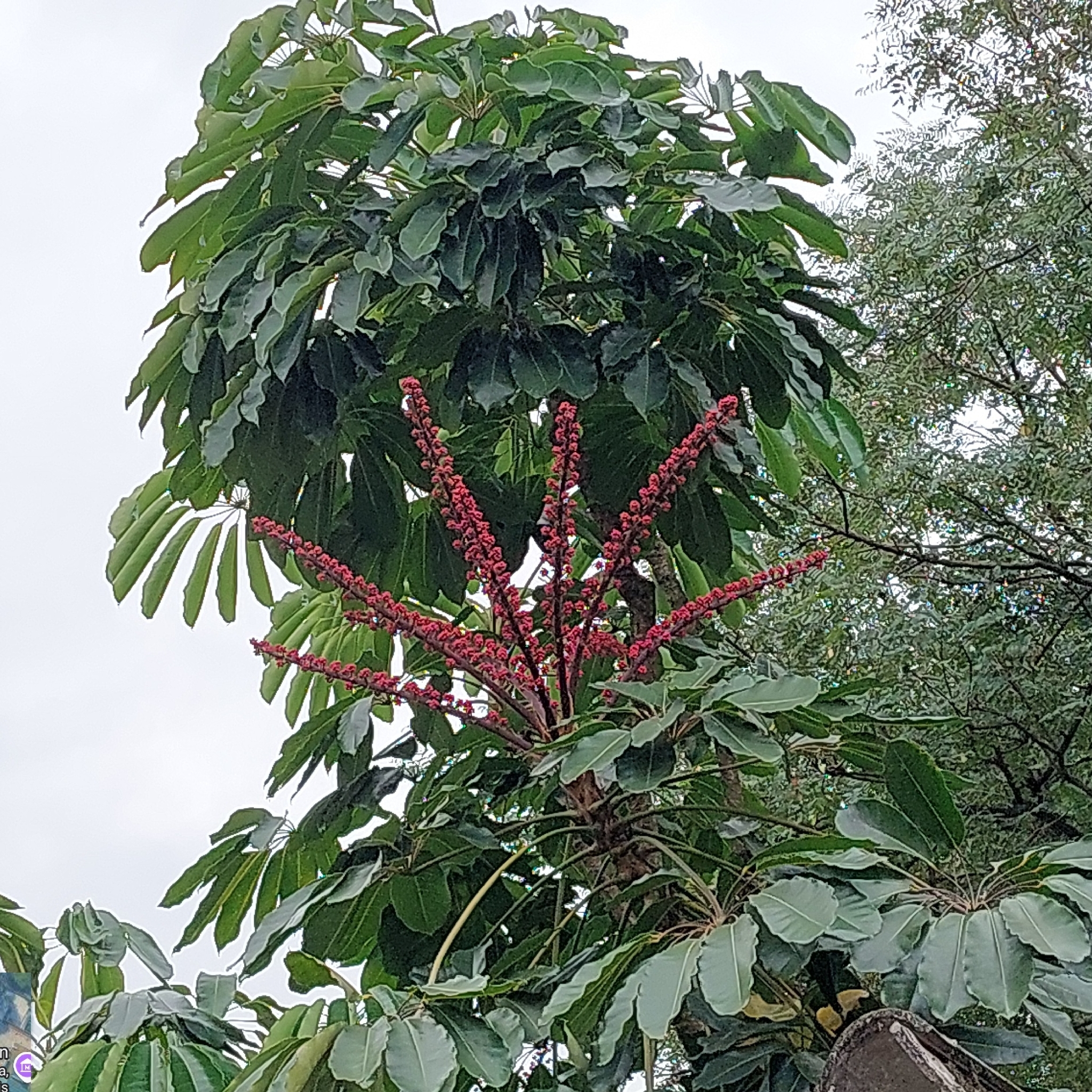 Heptapleurum actinophyllum