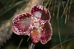 Paphiopedilum godefroyae