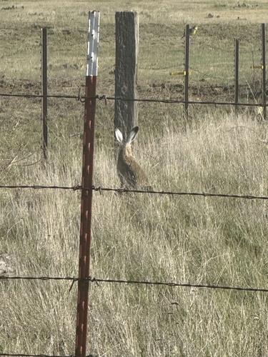 White-tailed Jackrabbit