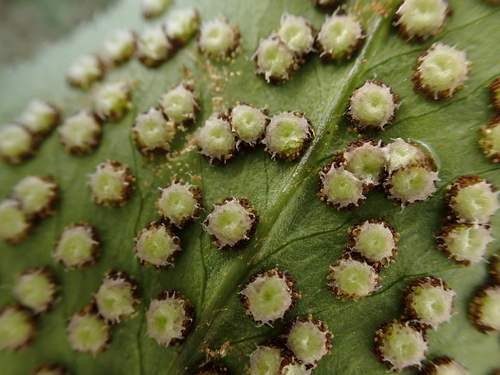 Cyrtomium caryotideum observed 2026-05-18
