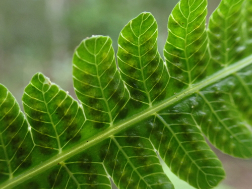 Reholttumia hudsoniana observed 2026-05-18
