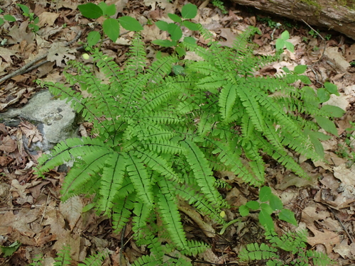 northern maidenhair fern