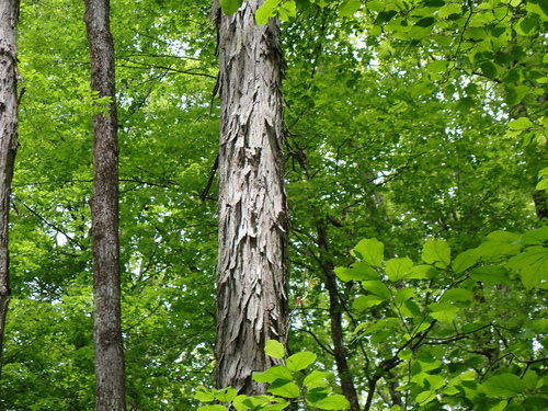 shagbark hickory