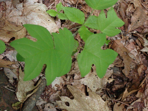 Tulip Tree