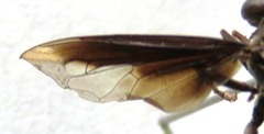 Polybiomyia schwarzi