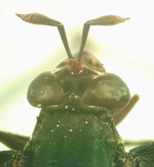 Polybiomyia schwarzi